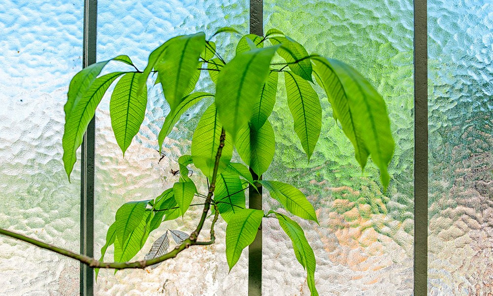 Beneficios de las plantas en la oficina